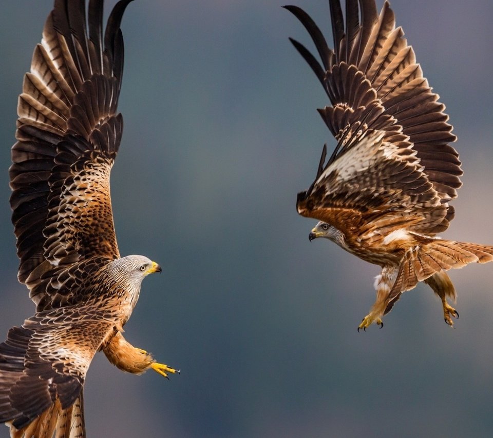 Обои полет, птицы, перья, летны, перышки, орлы, eagles, flight, birds, feathers, the eagles разрешение 1920x1080 Загрузить