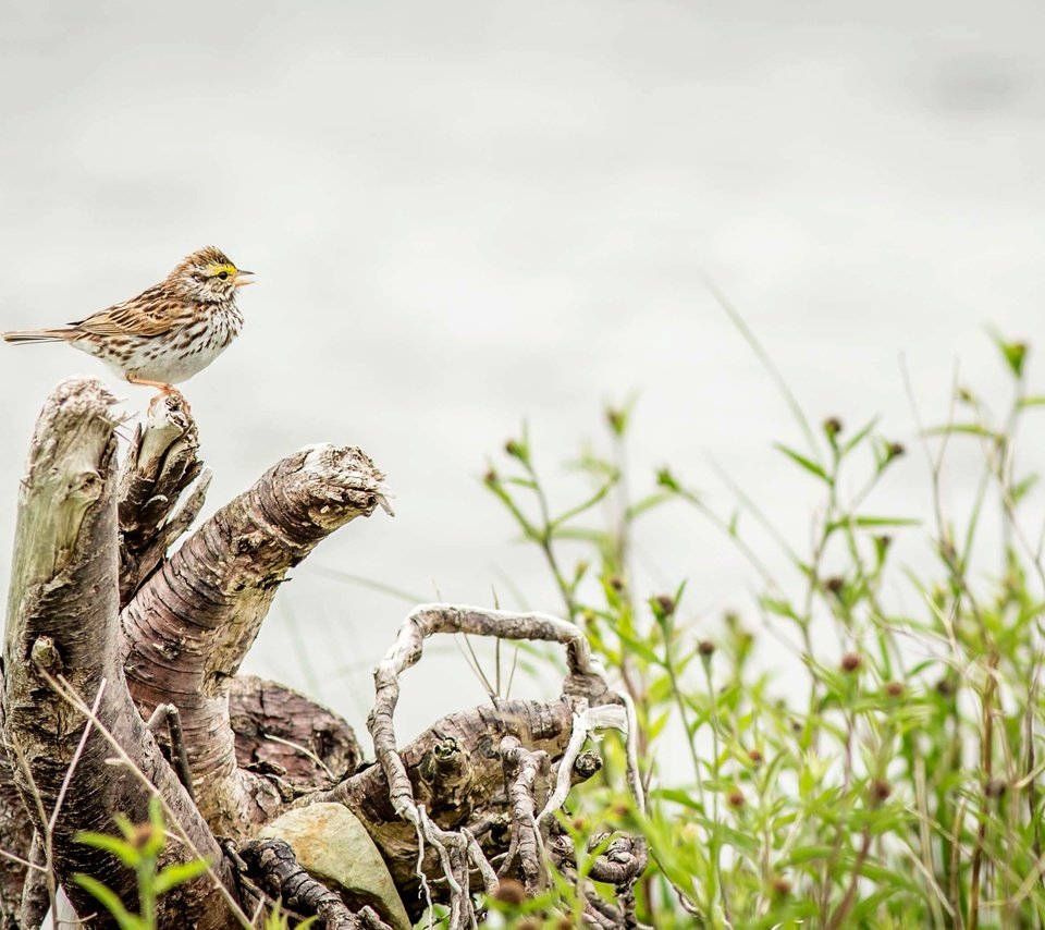 Обои природа, птица, дождь, пение, овсянка, rainy, птаха, вокалист, nature, bird, rain, singing, oatmeal, singer разрешение 3476x2062 Загрузить