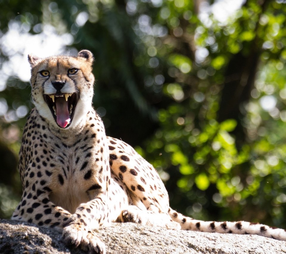 Обои гепард, зевок, cheetah, yawn разрешение 2560x1600 Загрузить