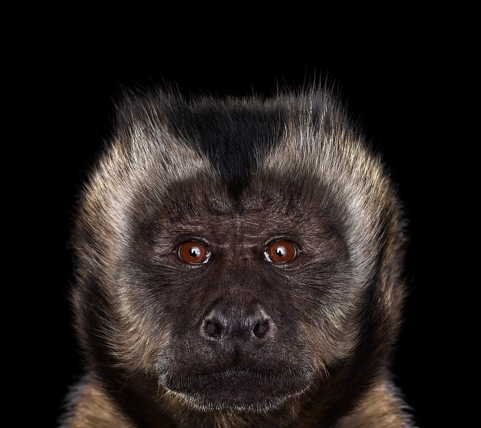 Обои фон, взгляд, черный фон, обезьяна, примат, capuchin monkey, капуцин, background, look, black background, monkey, the primacy of разрешение 1920x1288 Загрузить