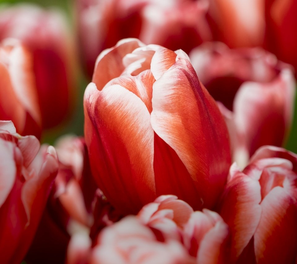 Обои бутоны, макро, тюльпаны, buds, macro, tulips разрешение 2048x1325 Загрузить