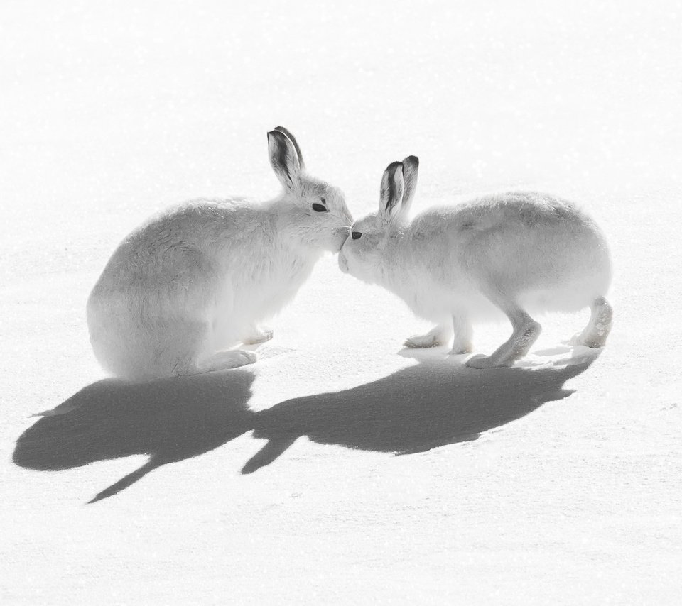 Обои снег, природа, зайцы, воздушны поцелуй, горный заяц, snow, nature, rabbits, kiss, mountain hare разрешение 2047x1321 Загрузить