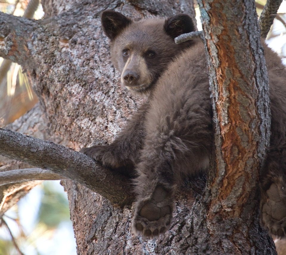 Обои дерево, медведь, мишка, медвежонок, милый, tree, bear, cute разрешение 2048x1364 Загрузить