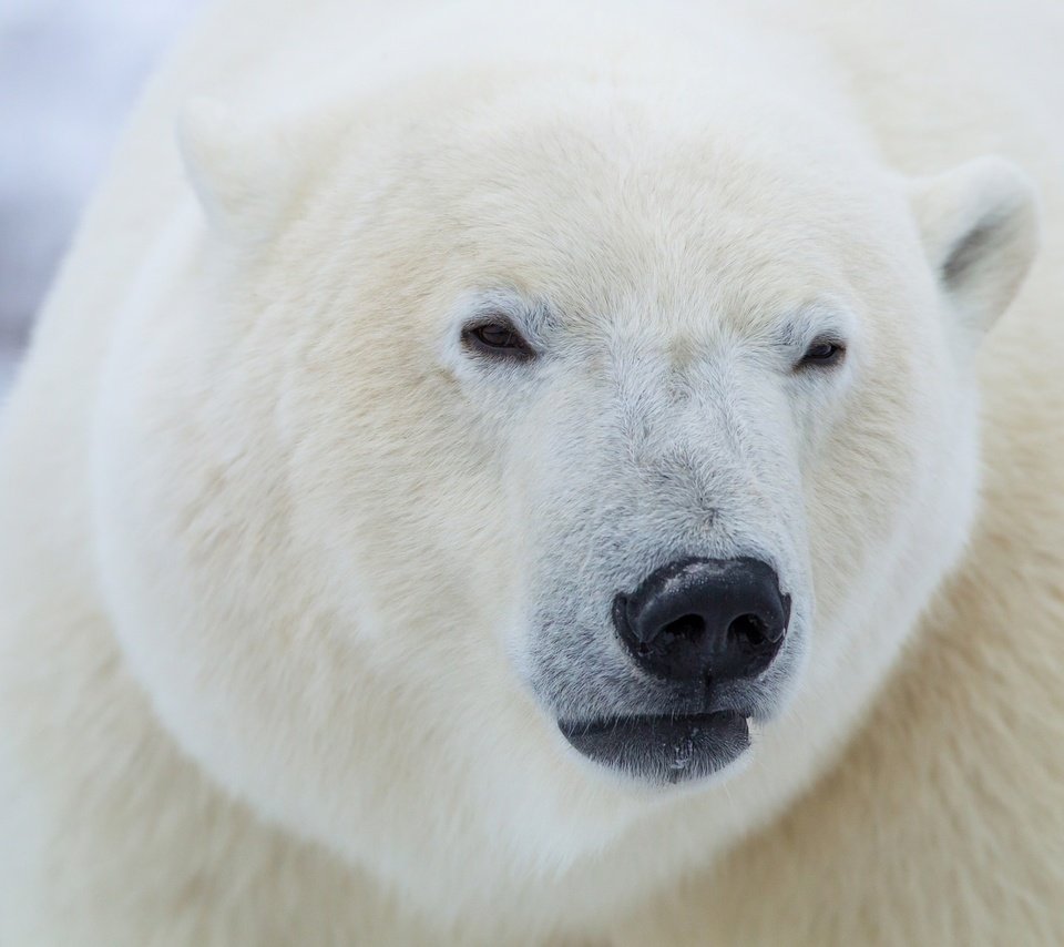 Обои морда, полярный медведь, медведь, белый, белый медведь, полярный, face, polar bear, bear, white, polar разрешение 2048x1281 Загрузить