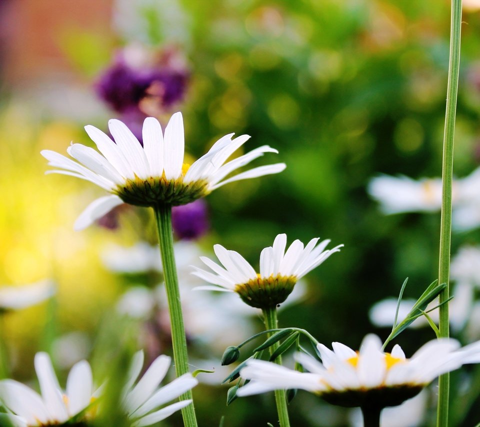 Обои лето, красота, ромашки, summer, beauty, chamomile разрешение 4272x2848 Загрузить