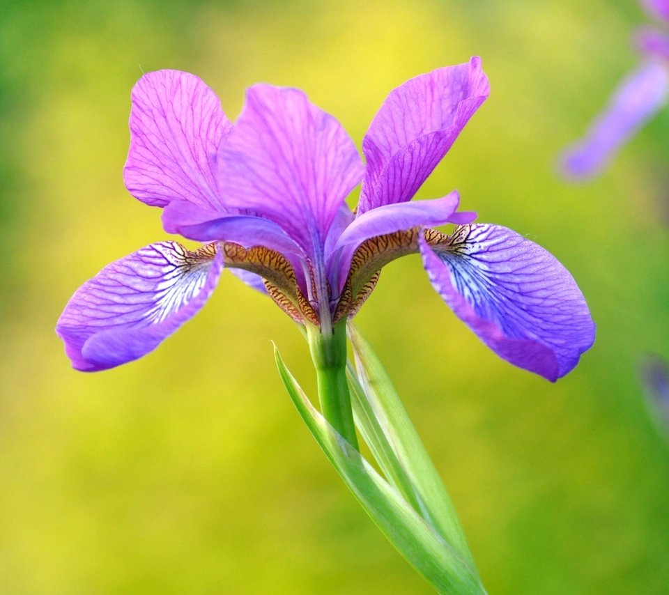 Обои макро, лепестки, фиолетовый, красота, ирис, macro, petals, purple, beauty, iris разрешение 2048x1360 Загрузить