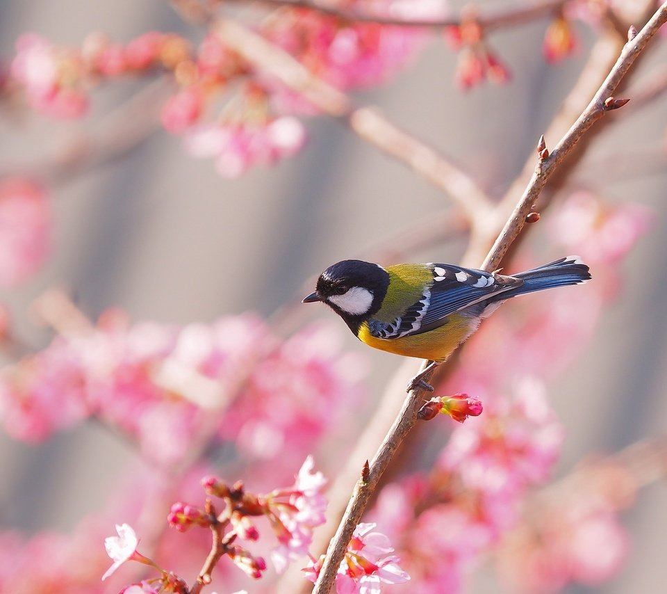 Обои птица, весна, сакура, синица, bird, spring, sakura, tit разрешение 2048x1312 Загрузить