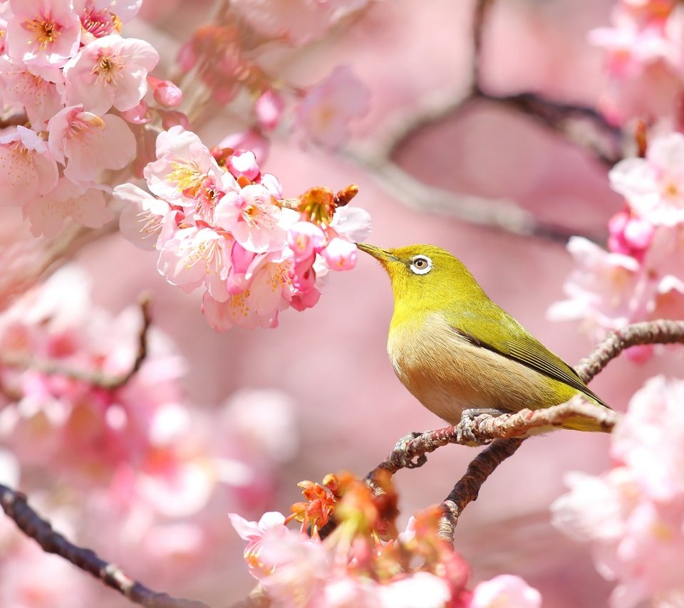 Обои птица, весна, сакура, белоглазка, bird, spring, sakura, white-eyed разрешение 2048x1369 Загрузить