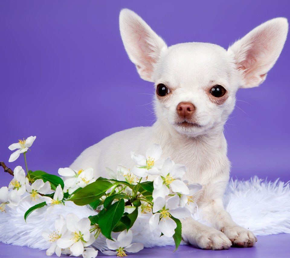 Обои цветы, щенок, милый, чихуахуа, flowers, puppy, cute, chihuahua разрешение 3000x2004 Загрузить