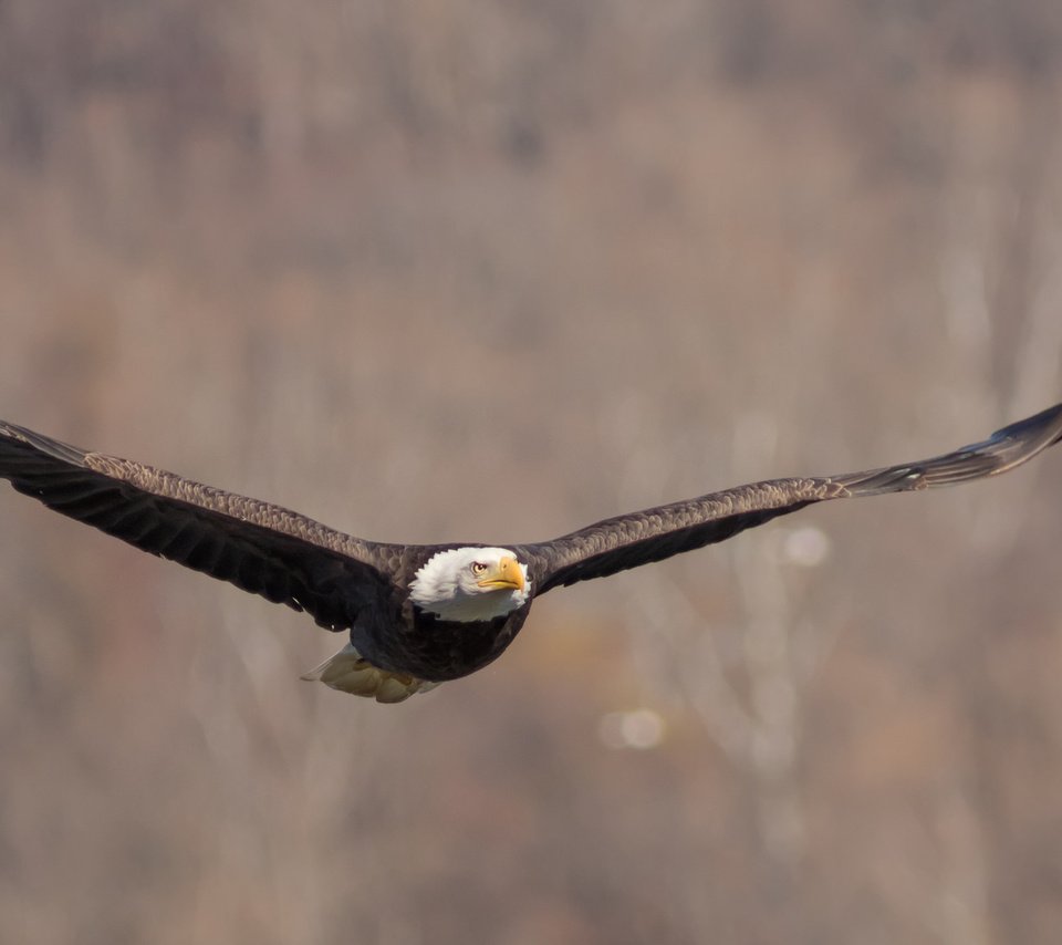 Обои полет, крылья, птица, взмах, белоголовый орлан, flight, wings, bird, stroke, bald eagle разрешение 2048x1152 Загрузить