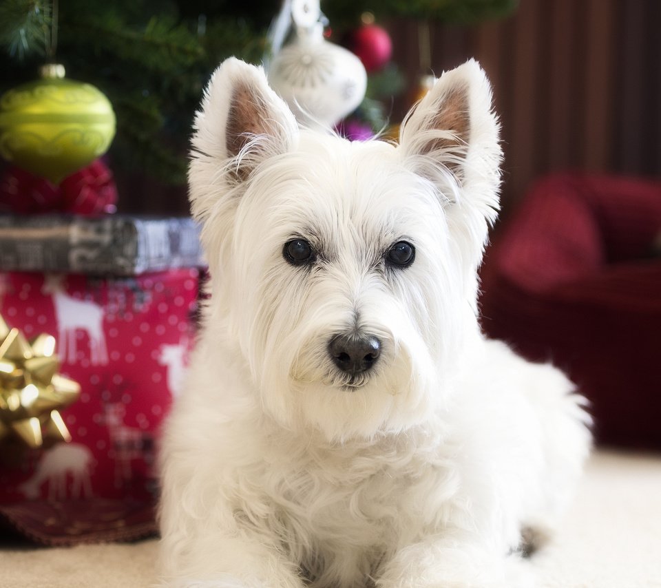 Обои взгляд, собака, вест-хайленд-уайт-терьер, look, dog, the west highland white terrier разрешение 2048x1479 Загрузить