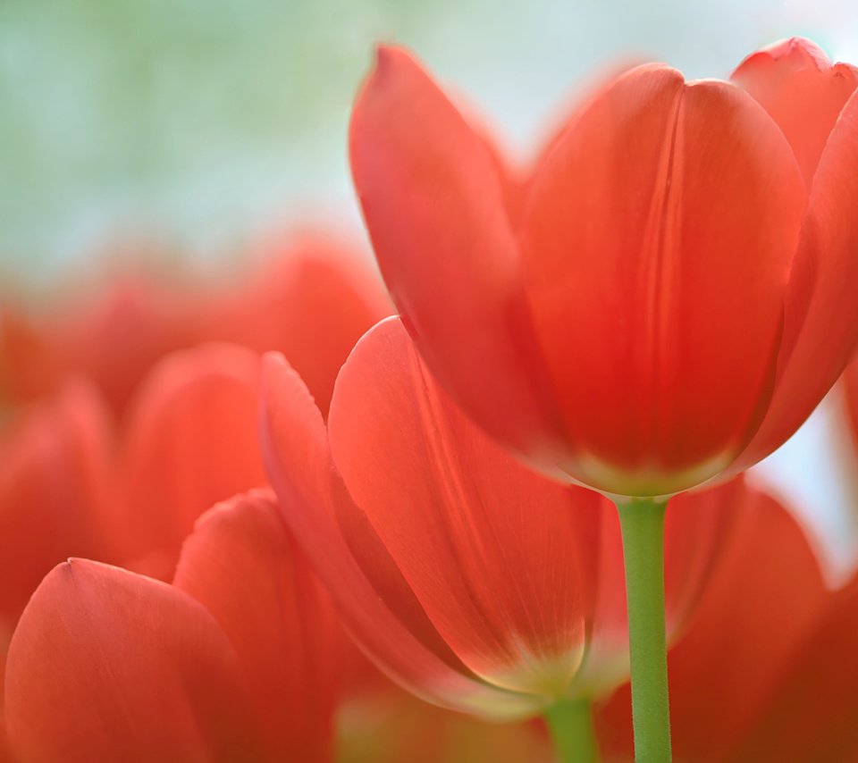 Обои цветы, фон, тюльпаны, flowers, background, tulips разрешение 2048x1365 Загрузить