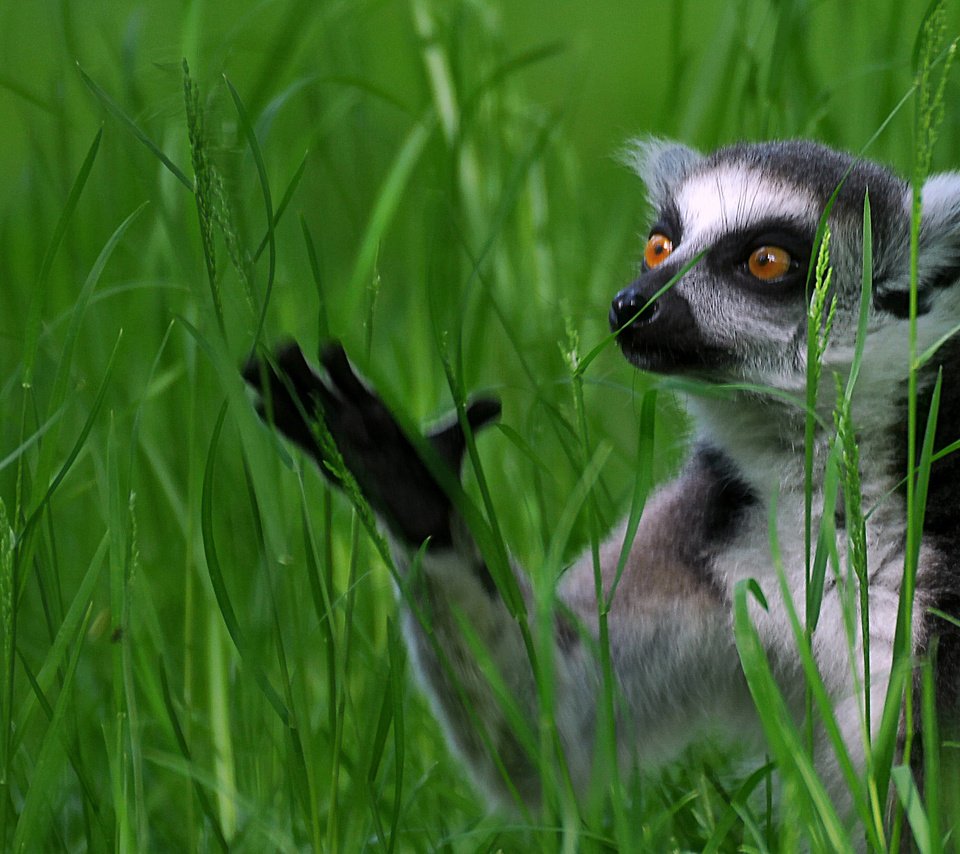 Обои трава, лемур, кошачий лемур, катта, grass, lemur, a ring-tailed lemur, katta разрешение 2907x1633 Загрузить