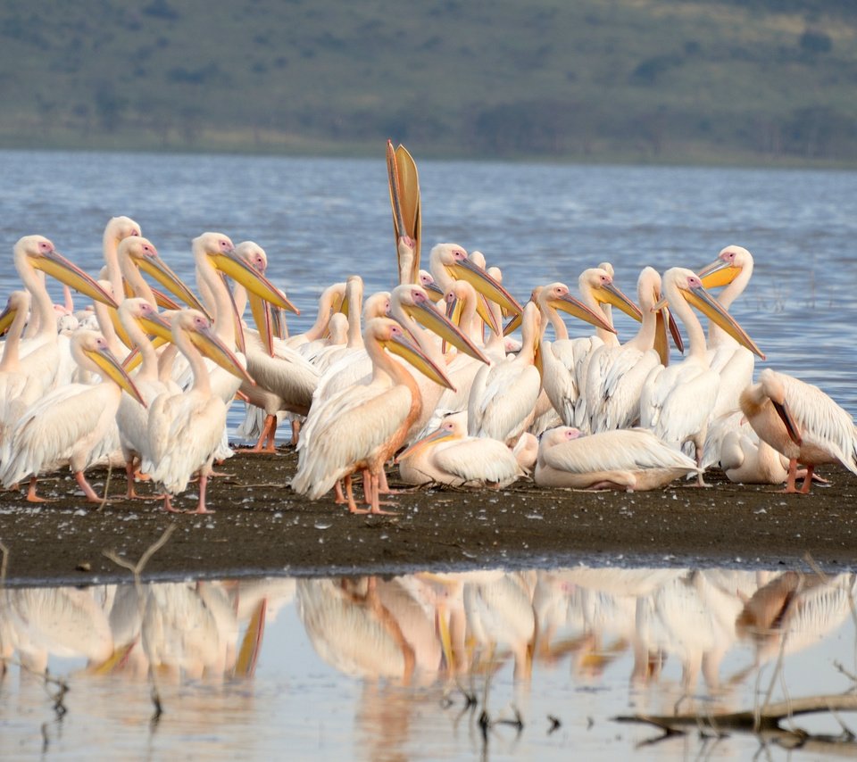 Обои птицы, пеликаны, birds, pelicans разрешение 2541x2147 Загрузить