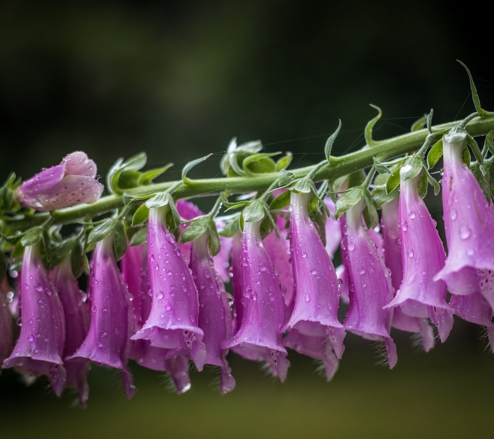 Обои цветы, макро, капли, дигиталис, наперстянка, flowers, macro, drops, digitalis разрешение 2048x1537 Загрузить