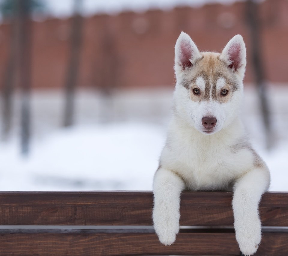 Обои взгляд, собака, щенок, хаски, look, dog, puppy, husky разрешение 5191x3340 Загрузить