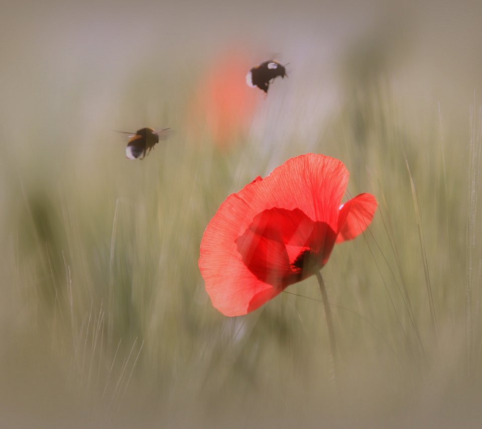 Обои макро, насекомое, цветок, лепестки, мак, шмель, macro, insect, flower, petals, mac, bumblebee разрешение 2048x1365 Загрузить