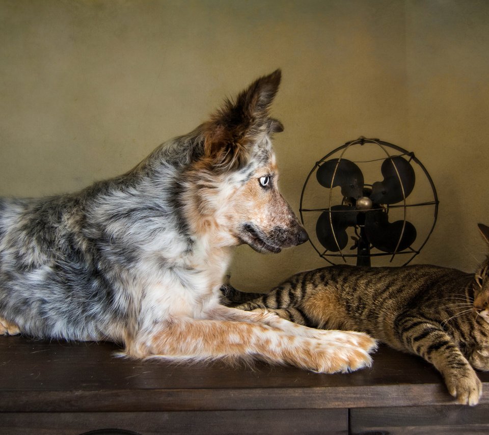 Обои кошка, собака, друзья, австралийская овчарка, вентилятор, cat, dog, friends, australian shepherd, fan разрешение 2048x1152 Загрузить