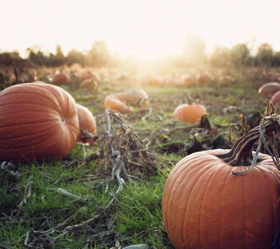 Обои закат, осень, урожай, овощи, тыква, осен, pumpkins, sunset, autumn, harvest, vegetables, pumpkin разрешение 1920x1200 Загрузить