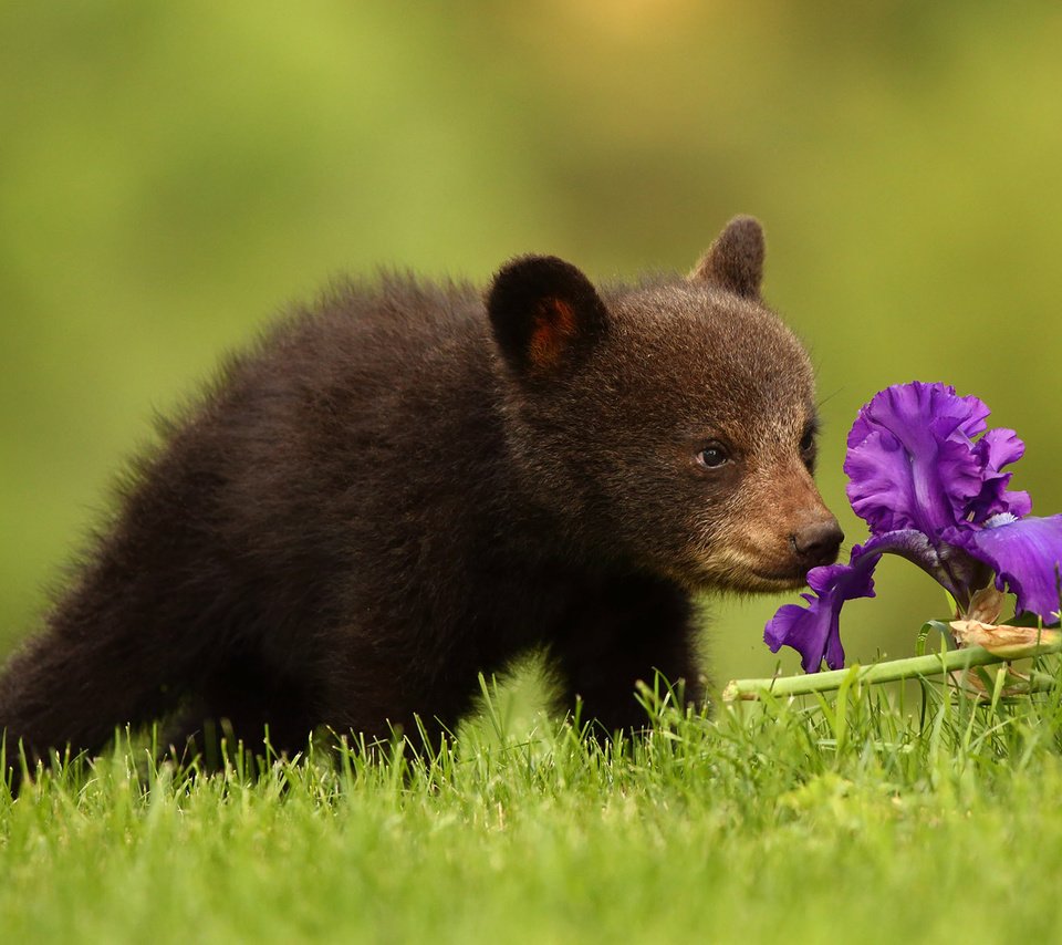 Обои цветок, медведь, медвежонок, ирис, барибал, чёрный медведь, flower, bear, iris, baribal, black bear разрешение 2048x1365 Загрузить