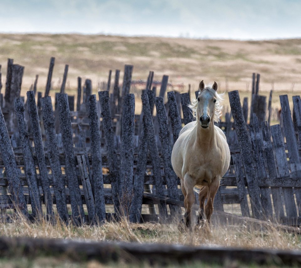 Обои лошадь, фон, забор, конь, грива, horse, background, the fence, mane разрешение 2048x1366 Загрузить