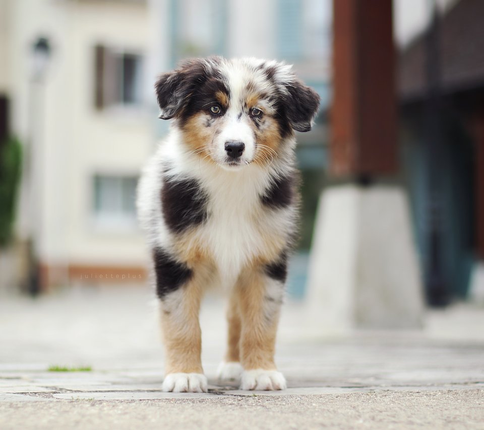 Обои взгляд, щенок, австралийская овчарка, аусси, marlow, : собака, juliette plus, look, puppy, australian shepherd, aussie, : dog разрешение 5472x3648 Загрузить