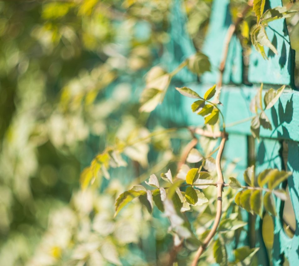 Обои природа, растения, забор, боке, солнечный свет, nature, plants, the fence, bokeh, sunlight разрешение 1920x1280 Загрузить