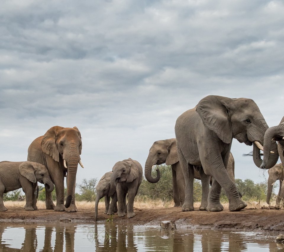 Обои природа, африка, слоны, хобот, бивни, nature, africa, elephants, trunk, tusks разрешение 1920x1112 Загрузить