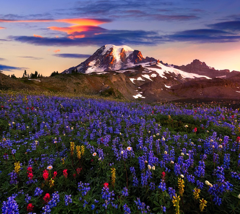 Обои цветы, горы, пейзаж, flowers, mountains, landscape разрешение 2500x1898 Загрузить