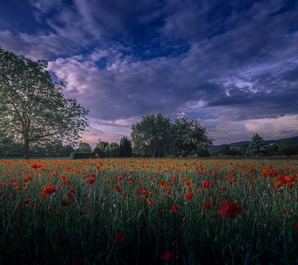 Обои вечер, поле, маки, the evening, field, maki разрешение 4825x2714 Загрузить