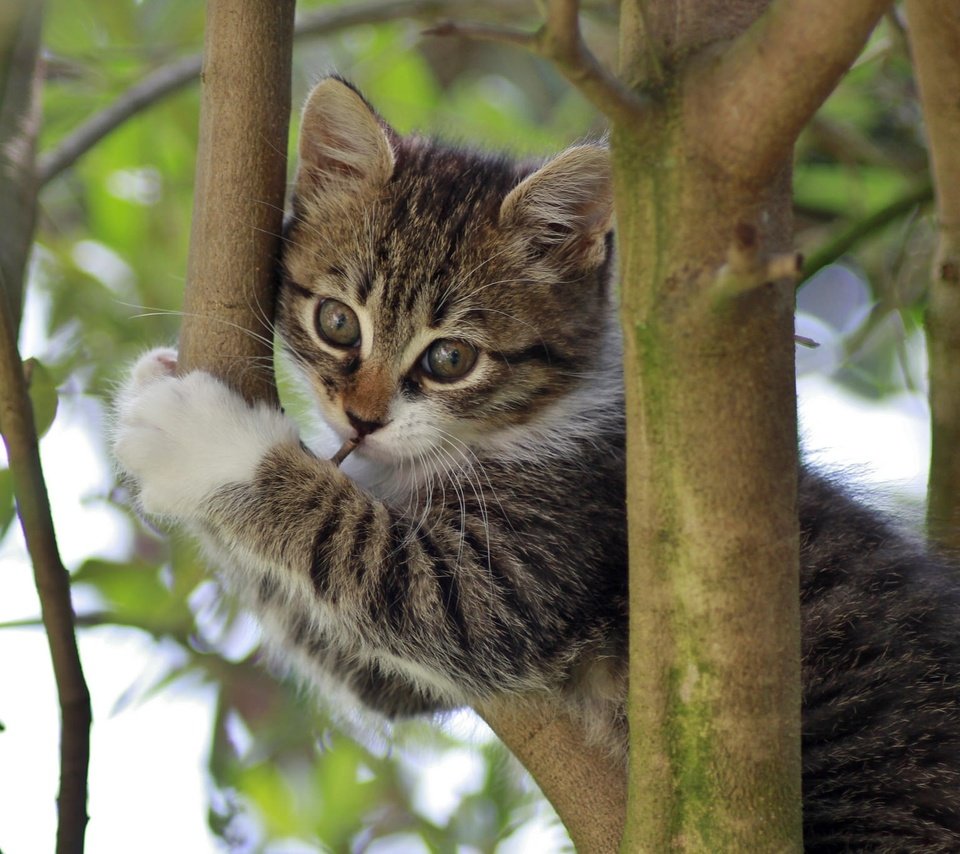 Обои ветки, кошка, котенок, на дереве, branches, cat, kitty, on the tree разрешение 2048x1365 Загрузить