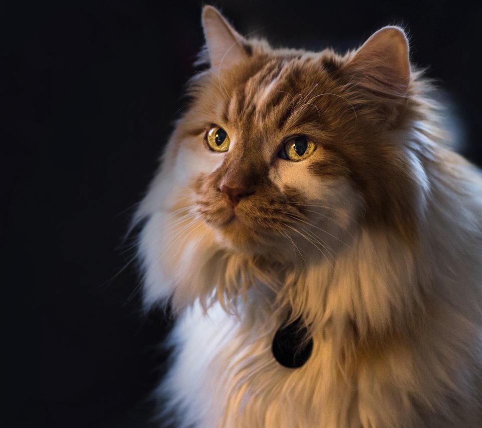 Обои фон, портрет, кот, кошка, взгляд, пушистая, background, portrait, cat, look, fluffy разрешение 2048x1356 Загрузить
