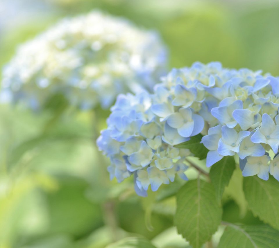 Обои цветы, макро, голубые, гортензия, flowers, macro, blue, hydrangea разрешение 2048x1356 Загрузить