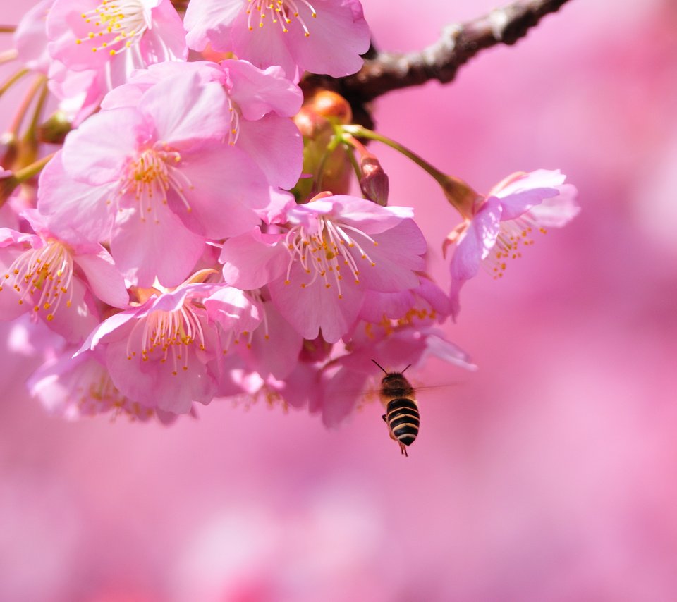 Обои цветение, макро, весна, сакура, пчела, blossom, весенние, flowering trees, flowering, macro, spring, sakura, bee разрешение 3896x2597 Загрузить