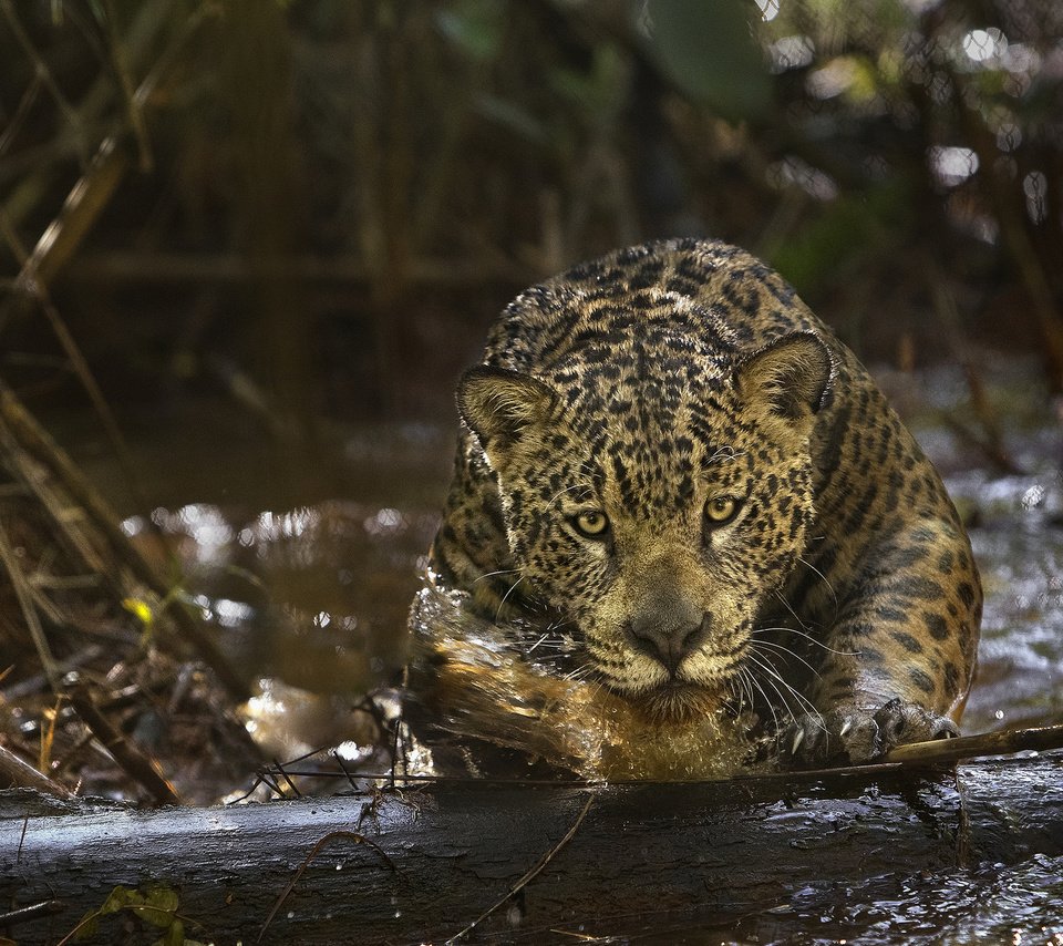 Обои глаза, морда, взгляд, хищник, ягуар, amazonia, амазония, (фильм), eyes, face, look, predator, jaguar, amazon, (film) разрешение 2048x1333 Загрузить