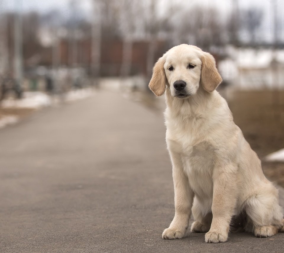 Обои собака, пес, золотистый ретривер, dog, golden retriever разрешение 3600x2375 Загрузить