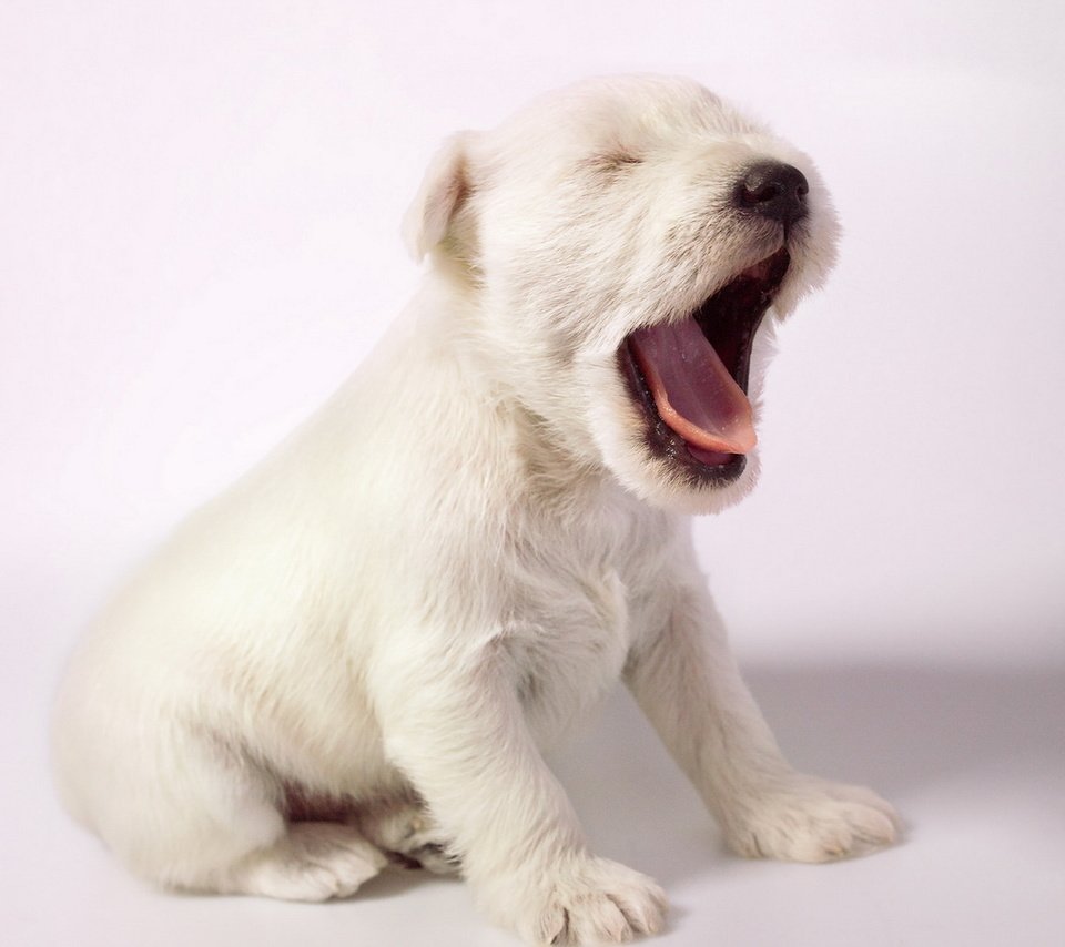 Обои фон, собака, щенок, силихем-терьер, background, dog, puppy, the sealyham terrier разрешение 1920x1212 Загрузить