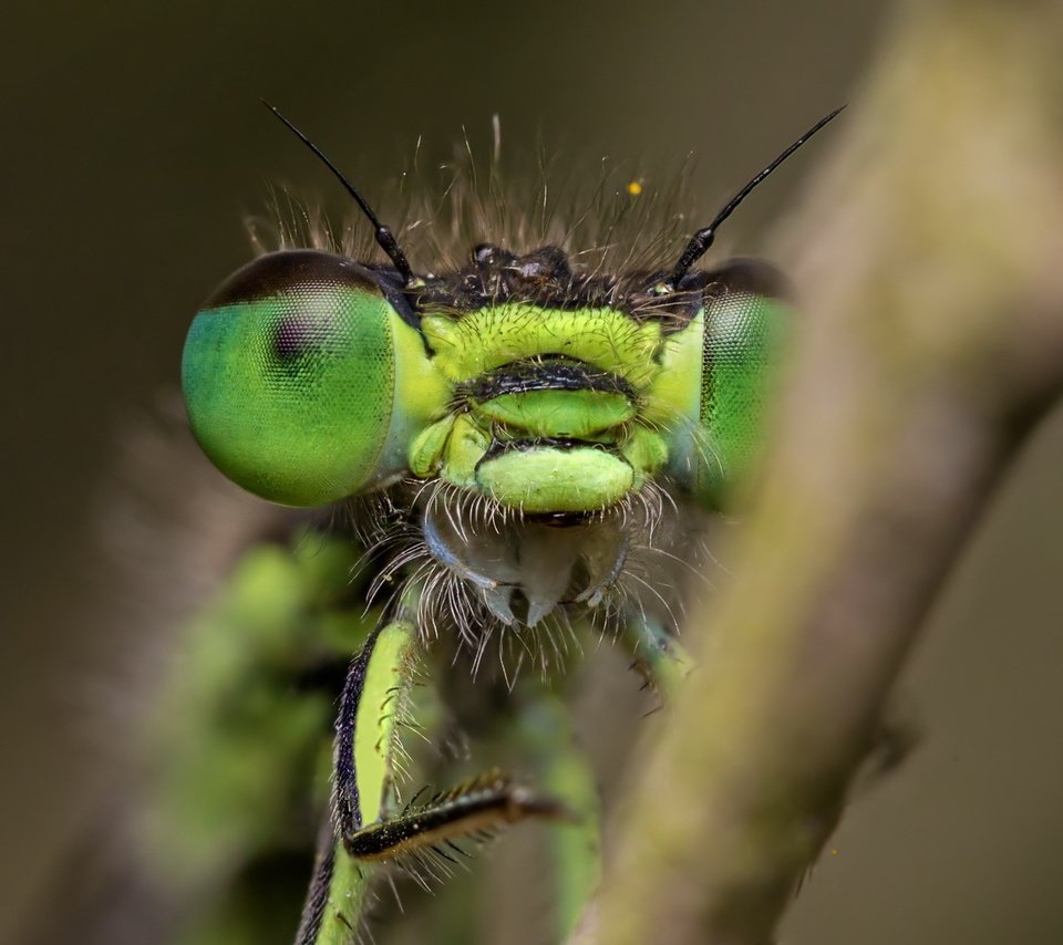 Обои глаза, природа, макро, насекомое, размытость, стрекоза, крупным планом, eyes, nature, macro, insect, blur, dragonfly, closeup разрешение 1920x1212 Загрузить