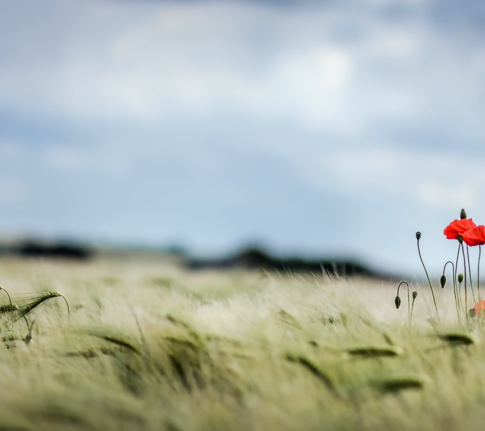 Обои небо, поле, лето, маки, колосья, пшеница, the sky, field, summer, maki, ears, wheat разрешение 2560x1440 Загрузить