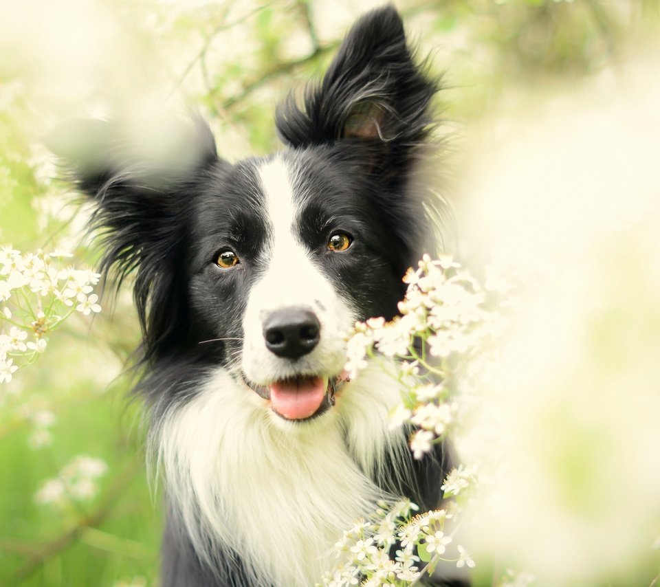 Обои цветы, цветение, собака, весна, бордер-колли, flowers, flowering, dog, spring, the border collie разрешение 2880x1620 Загрузить