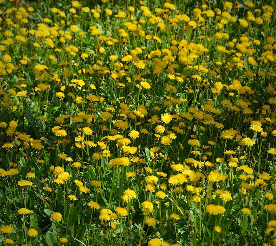 Обои цветы, поле, одуванчики, жёлтая, желтые,  цветы, flowers, field, dandelions, yellow разрешение 2880x1920 Загрузить