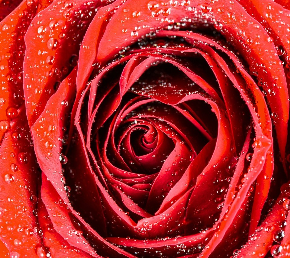 Обои макро, капли, роза, бутон, macro, drops, rose, bud разрешение 2880x1923 Загрузить