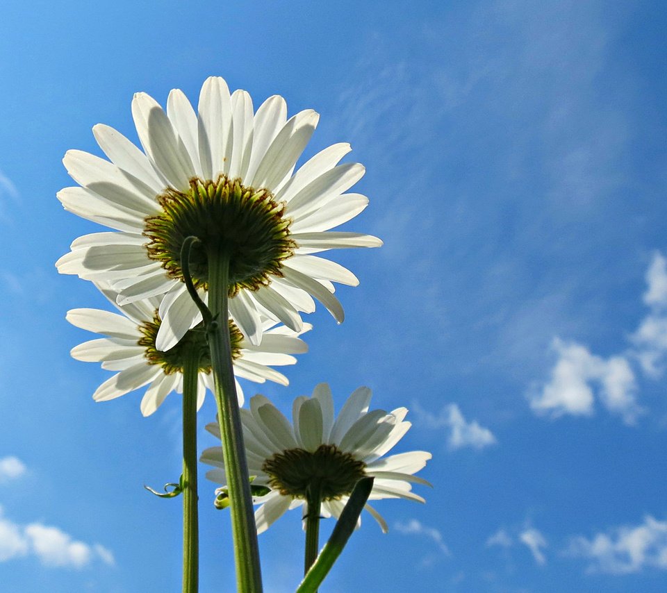 Обои небо, цветы, облака, лепестки, ромашки, белые, голубое, the sky, flowers, clouds, petals, chamomile, white, blue разрешение 1920x1200 Загрузить