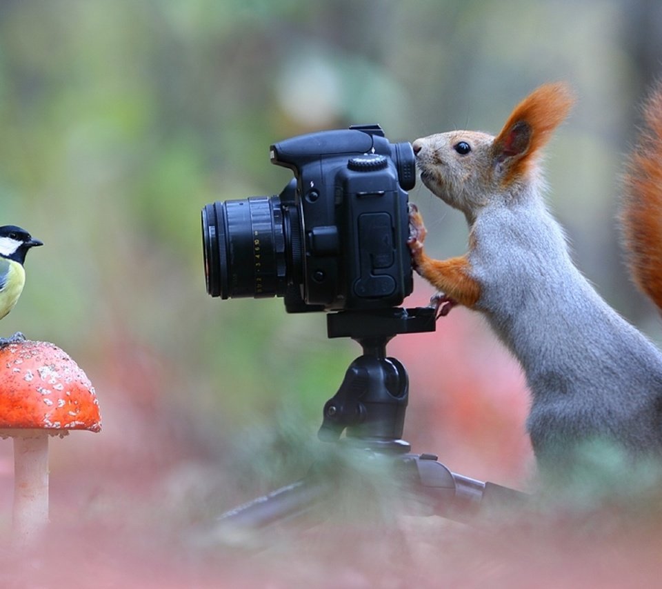 Обои поза, фотоаппарат, белка, синица, лесной фотограф, pose, the camera, protein, tit, forest photographer разрешение 1920x1080 Загрузить