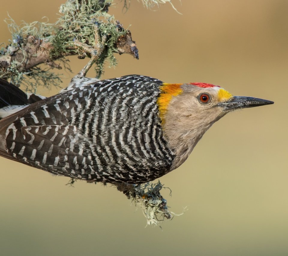 Обои птицы, дятел, золотолобый меланерпес, birds, woodpecker, zolotoy melanerpes разрешение 3840x2388 Загрузить