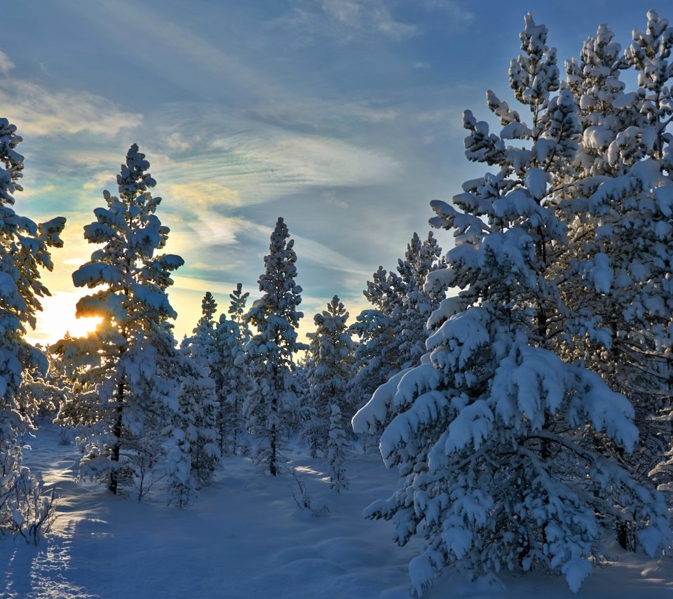 Обои деревья, снег, лес, зима, норвегия, stene, норвегии, hedmark fylke, хедмарк, trees, snow, forest, winter, norway, hedmark разрешение 4393x2962 Загрузить