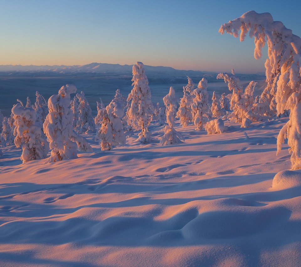 Обои деревья, снег, зима, россия, владимир рябков, якутия, trees, snow, winter, russia, vladimir ryabkov, yakutia разрешение 2400x1600 Загрузить