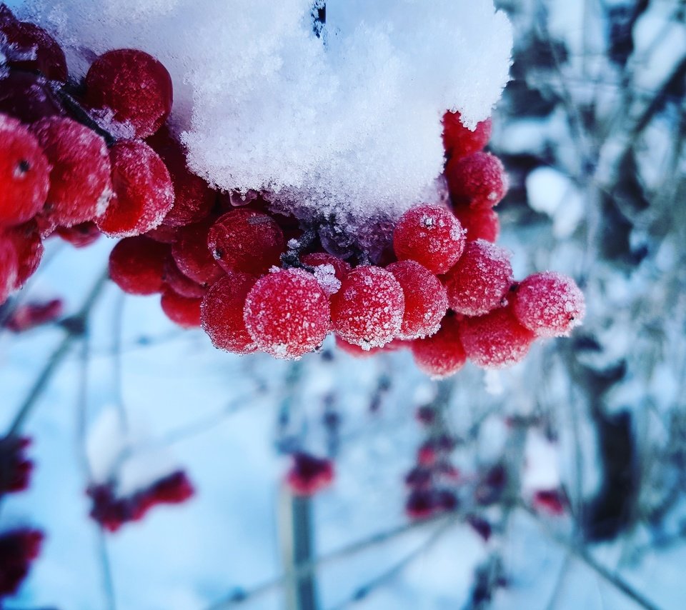 Обои снег, зима, макро, холод, ягоды, калина, snow, winter, macro, cold, berries, kalina разрешение 4032x3024 Загрузить