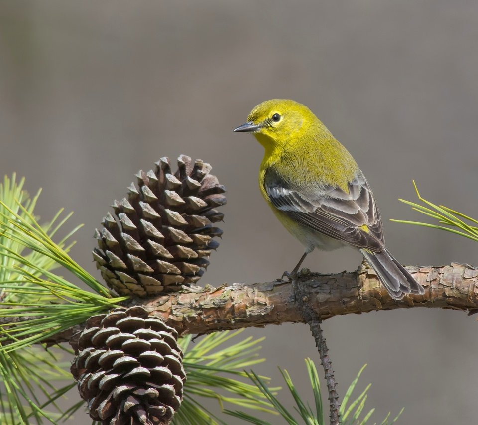 Обои ветка, птица, шишки, сосна, сосновый лесной певун, branch, bird, bumps, pine, pine forest songster разрешение 4530x3020 Загрузить