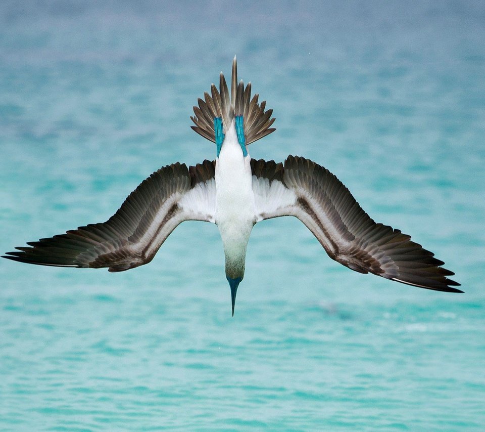 Обои море, крылья, птица, олуша, голубоногая олуша, sea, wings, bird, gannet, golovanova gannets разрешение 1920x1080 Загрузить